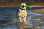 Husky-Mongrel