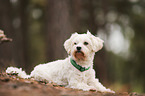 Maltese-Mongrel