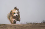 Maltipoo