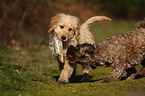 2 dogs