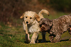 2 dogs