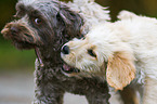 2 dogs