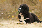 Newfoundlander-Bernese-Mountain-Dog Puppy