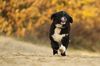 Newfoundlander-Bernese-Mountain-Dog Puppy