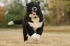 Newfoundlander-Bernese-Mountain-Dog Puppy