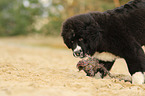 Newfoundlander-Bernese-Mountain-Dog Puppy