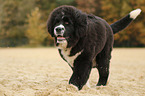 Newfoundlander-Bernese-Mountain-Dog Puppy