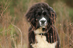 Newfoundlander-Bernese-Mountain-Dog Puppy
