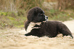 Newfoundlander-Bernese-Mountain-Dog Puppy