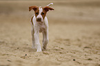 Shar-Pei-Podenco Puppy