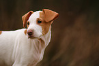 Shar-Pei-Podenco Puppy