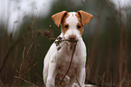 Shar-Pei-Podenco Puppy