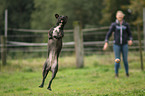 Staffordshire-Bullterrier-Mongrel