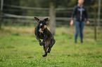 Staffordshire-Bullterrier-Mongrel