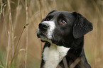 Border-Collie-Mongrel
