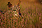 old Dachshund-Mongrel