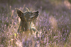 old Dachshund-Mongrel