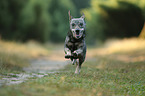 old Dachshund-Mongrel