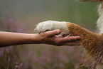 mongrel gives paw