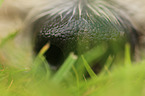 dog nose