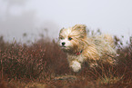 Maltipoo
