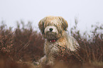 Maltipoo
