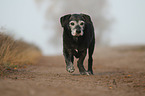old mongrel