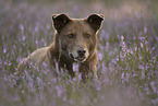 mongrel portrait