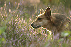 mongrel portrait