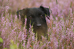 mongrel portrait