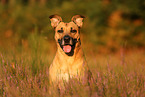 mongrel portrait