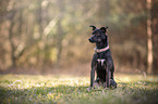 sitting mongrel