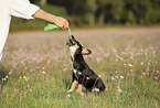 young Dachshund-Mongrel