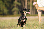 young Dachshund-Mongrel