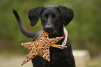 Weimaraner-Mongrel Portrait