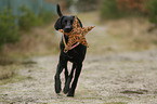 running Weimaraner-Mongrel