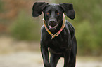 Weimaraner-Mongrel Portrait