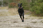 running Weimaraner-Mongrel