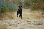 running Weimaraner-Mongrel