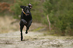 running Weimaraner-Mongrel