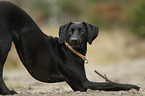Weimaraner-Mongrel