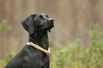 Weimaraner-Mongrel Portrait