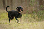 running Weimaraner-Mongrel