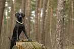 Weimaraner-Mongrel
