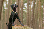 Weimaraner-Mongrel