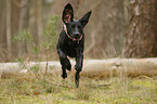 running Weimaraner-Mongrel