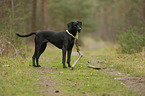 Weimaraner-Mongrel