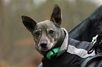 old Dachshund-Mongrel