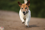 running Jack-Russell-Terrier-Mongrel