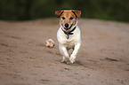 playing Jack-Russell-Terrier-Mongrel